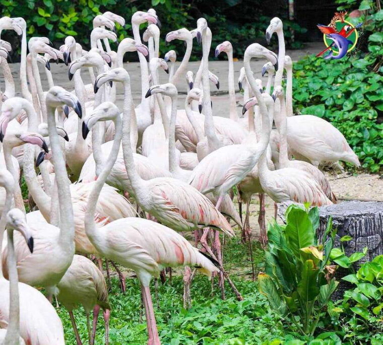 Bangkok & Safari World, Hotel and Private Transfer - Itinerary Details