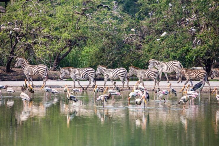 Bangkok: Safari World & Marine Park With Lunch and Transfer - Experience Highlights