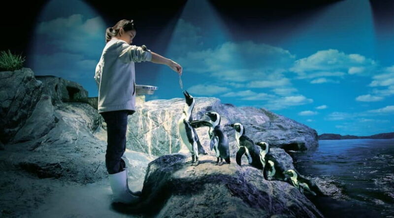 Bangkok: SEA LIFE Bangkok Ocean World Entry Ticket - Good To Know