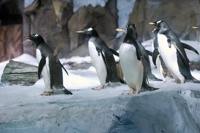 Bangkok Sea Life Ocean World Entrance Tickets Only - Overview and Features of Bangkok Sea Life Ocean World