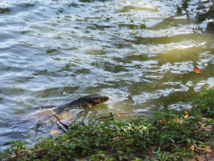 Bangkok Slum Foundation, Market and Lizard Private Tour - Experience Highlights