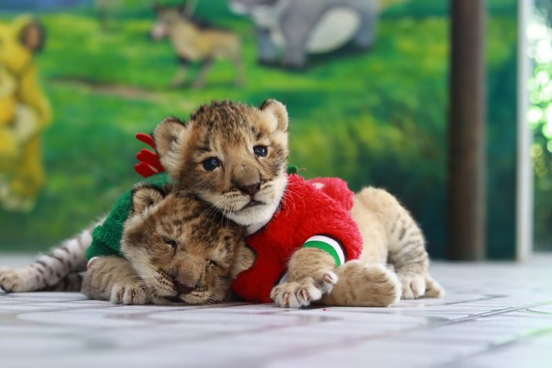 Bangkok Sri Ayutthaya Lion Park Full-Day Wildlife Tour - The draw of Sri Ayutthaya Lion Park