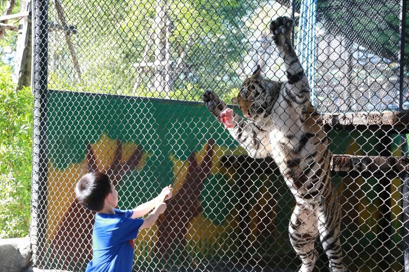Bangkok Sri Ayutthaya Lion Park Full-Day Wildlife Tour - Making sense of the $38.89 starting price