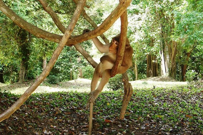 Bangkok to Angkor Wat Tour 2 Days 1 Night From Bangkok - Border Crossing and Visa Process