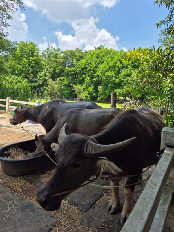 Bangkok to DuBua Café & Amphawa Private Day Trip - Good To Know