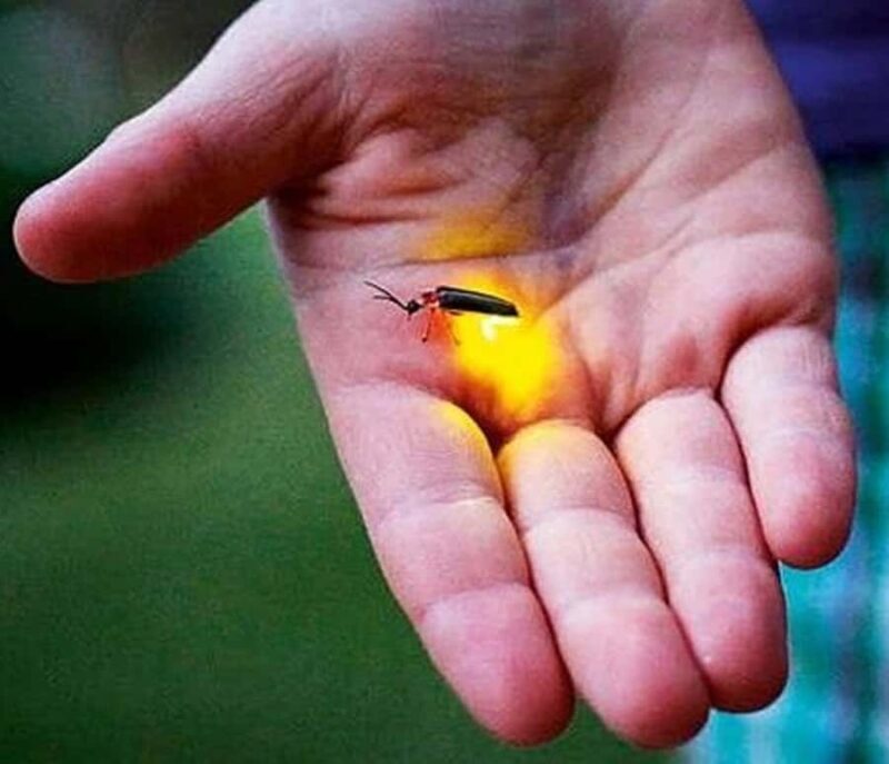 Bangkok to DuBua Café & Amphawa Private Day Trip - The Sum Up