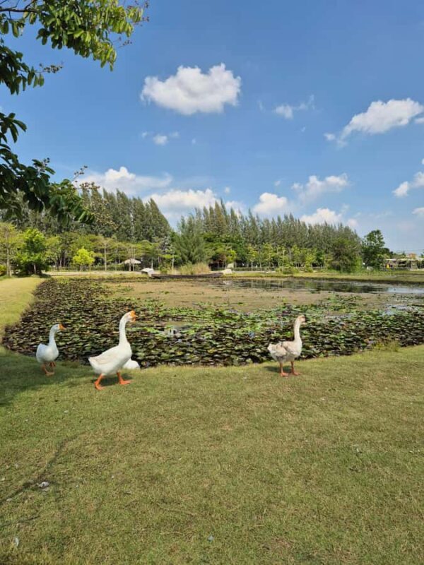 Bangkok to DuBua Café & Amphawa Private Day Trip - FAQ