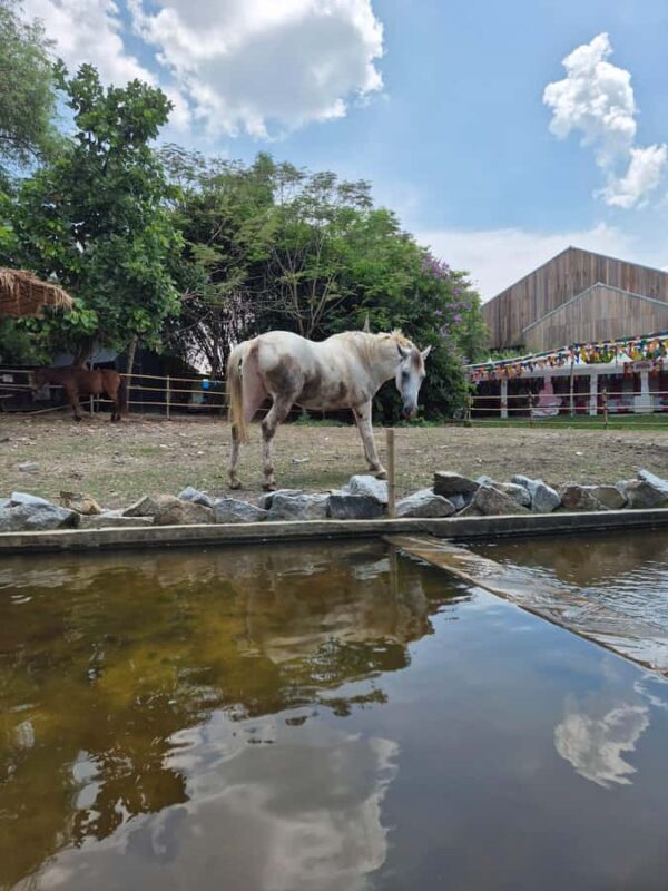 Bangkok to DuBua Café & Amphawa Private Day Trip - Savoring Local Flavors and Culture