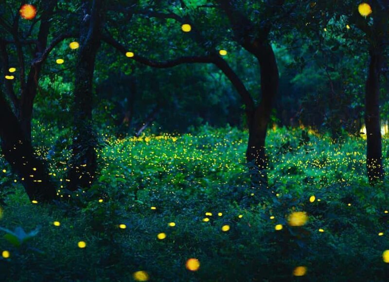 Bangkok to DuBua Café & Amphawa Private Day Trip - Overall Value and Practical Considerations