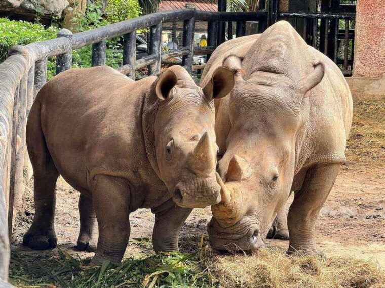 Bangkok to Moo Deng: Private Transfer To Khao Kheow Zoo - Exhibits and Wildlife Encounters