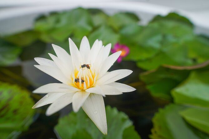 Bangkok Wat Pho and Flower Market Historical Walking Tour - Final Thoughts