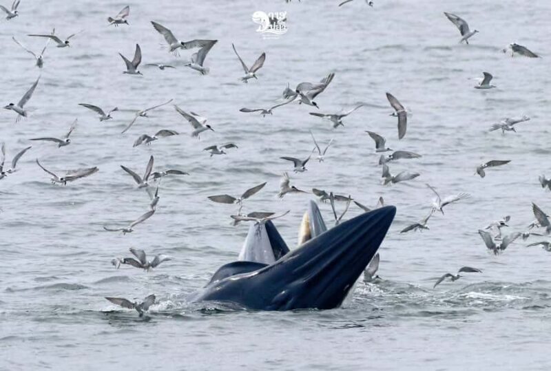 Bangkok: Whale Watching Experience with Breakfast and Lunch - Good To Know