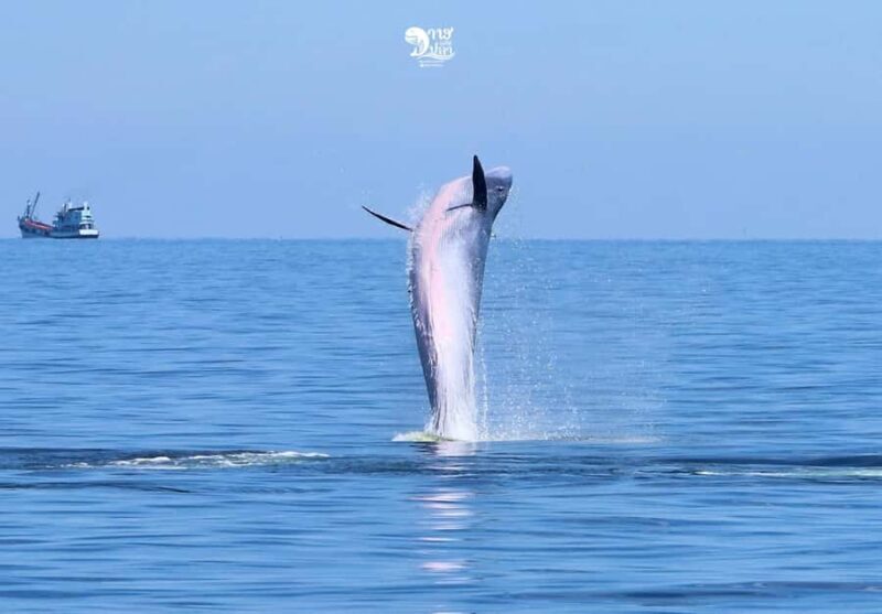 Bangkok: Whale Watching Experience with Breakfast and Lunch - The Overview: What You Can Expect