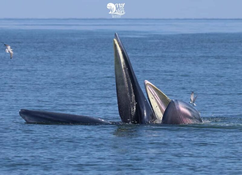 Bangkok: Whale Watching Experience with Breakfast and Lunch - Whale Watching: What Are You Really Going to See?