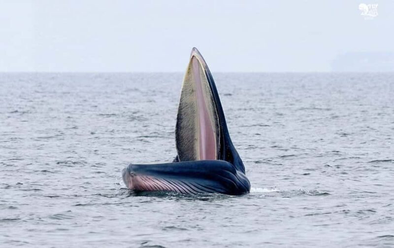 Bangkok: Whale Watching Experience with Breakfast and Lunch - The Practicalities: Timing, Weather, and Expectations