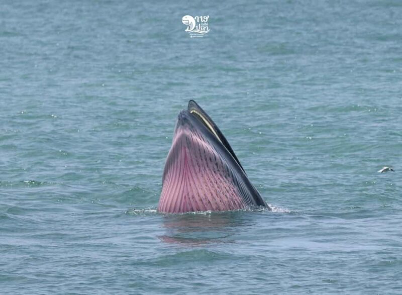 Bangkok: Whale Watching Experience with Breakfast and Lunch - Authenticity and Reviews: What Travelers Say