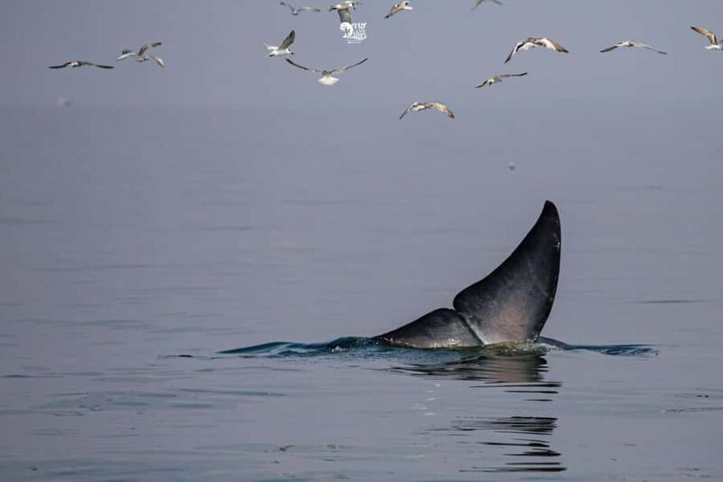 Bangkok: Whale Watching Experience with Breakfast and Lunch - Who will love this experience?