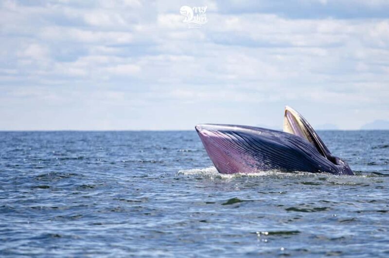 Bangkok: Whale Watching Experience with Breakfast and Lunch - FAQs