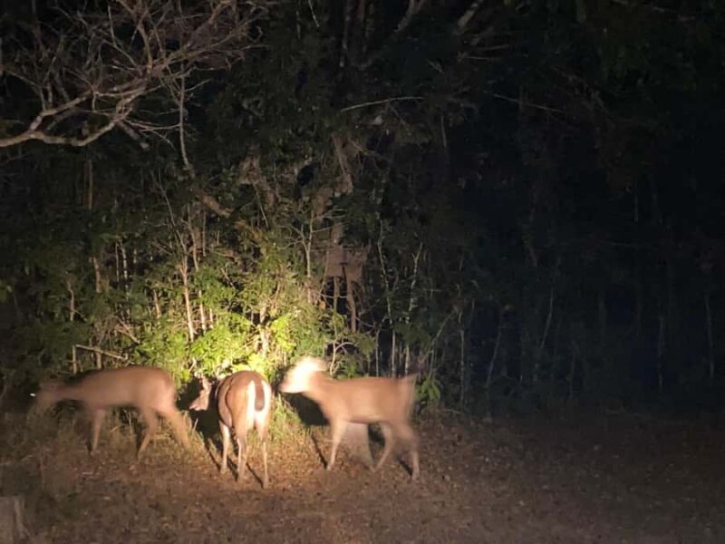 Bangkok:Khao Yai Waterfalls,Deer Spotting & Jungle Walks PVT - Good To Know