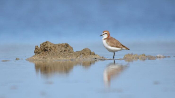 Banrock Station: Guided Birdwatching Tour - Activity Details
