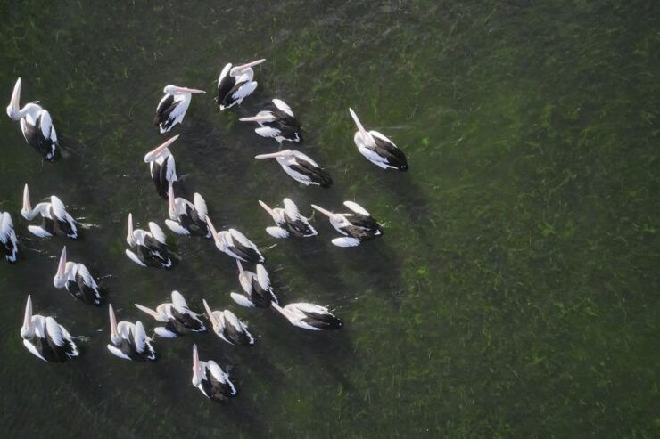 Banrock Station: Guided Birdwatching Tour - Experience Highlights