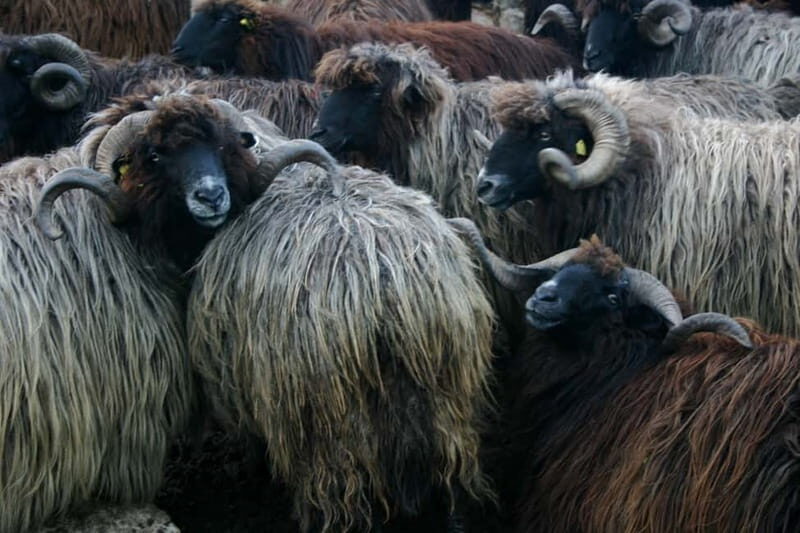 Bansko: Rare Bulgarian Pets Experience - Good To Know