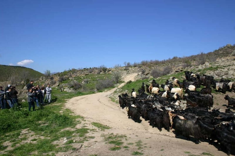 Bansko: Rare Bulgarian Pets Experience - An In-Depth Look at the Experience