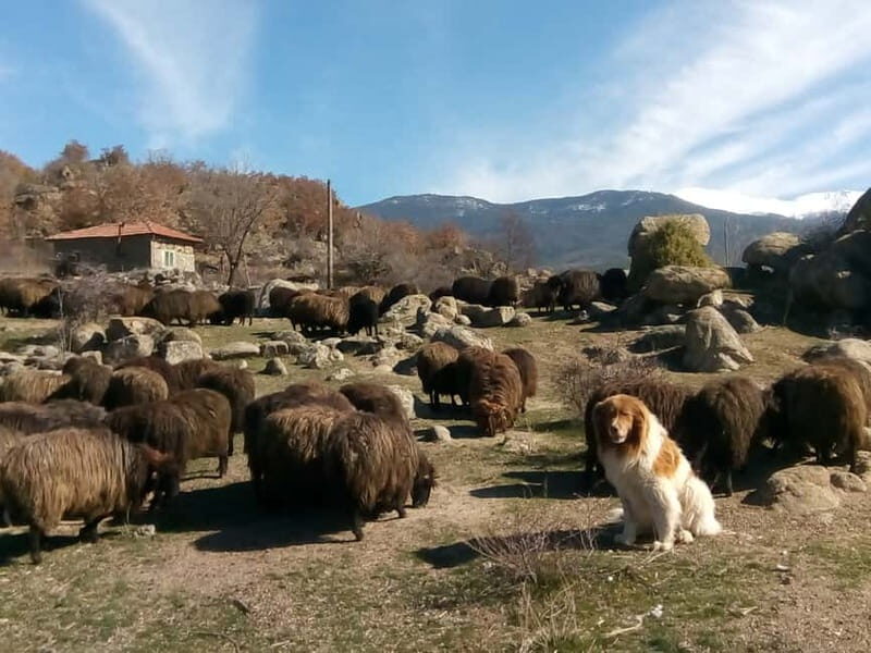 Bansko: Rare Bulgarian Pets Experience - Who Will Love This Experience?