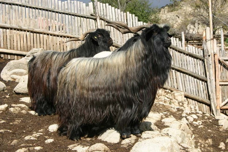 Bansko: Rare Bulgarian Pets Experience - FAQs