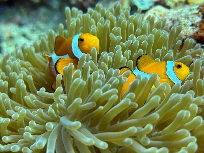 Bantayan Island: Intro Freediving Experience - Quick intro