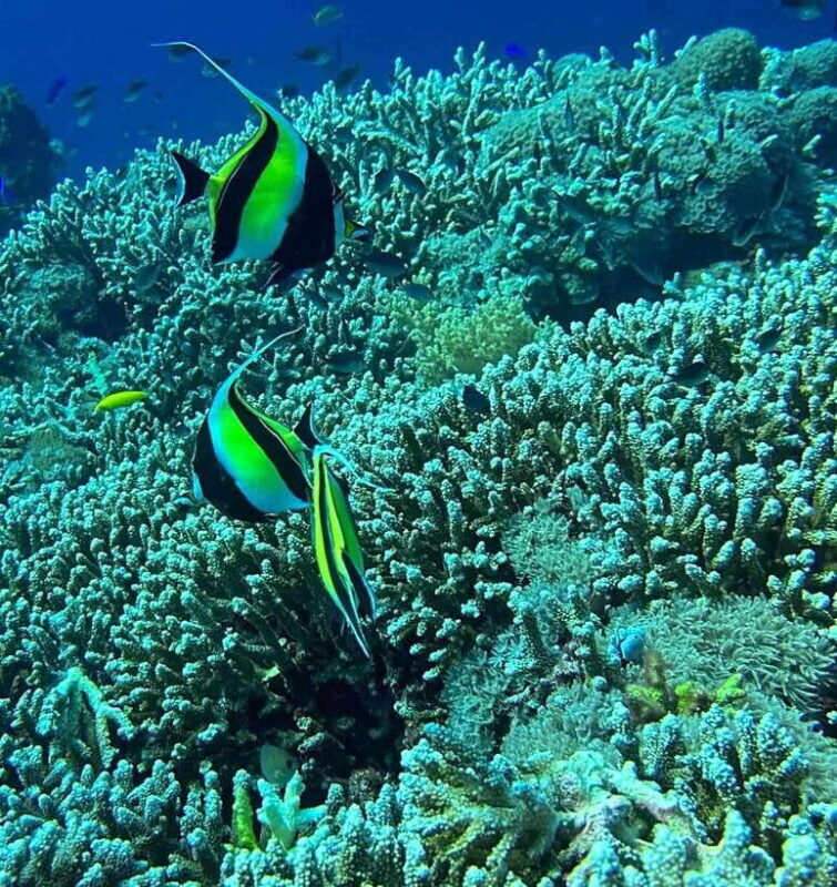 Bantayan Island: Intro Freediving Experience - The Itinerary Breakdown