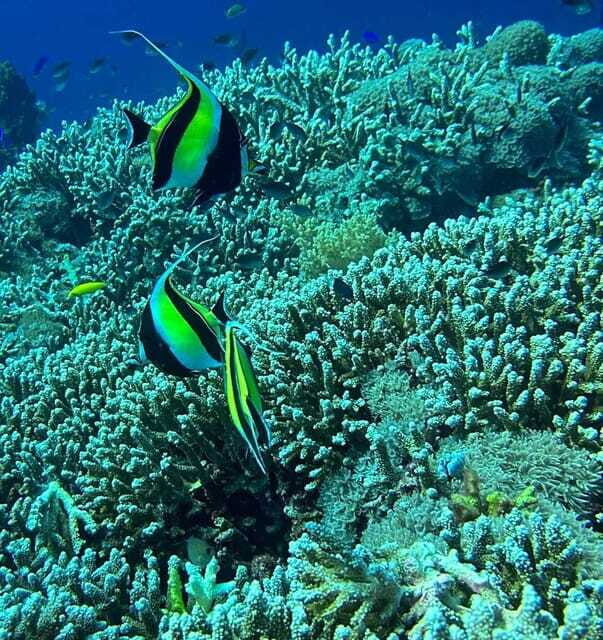 Bantayan Island: Intro Freediving Experience - Final thoughts