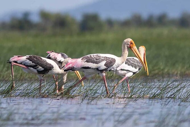 Banteay Chhmar Temples Group (Siem Reap to Banteay Meanchey) - Insider Tips