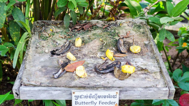 Banteay Srei Landmine Museum and Butterfly Garden Day Trip from Siem Reap - Shared tour or private transport?