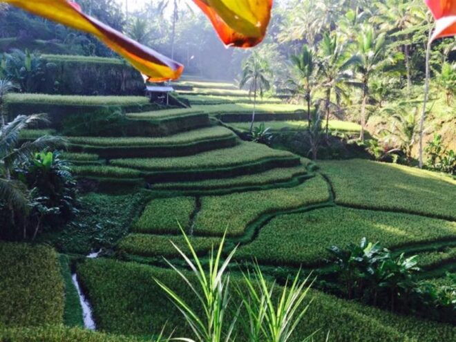 Banyumala Waterfall Trek, Bedugul and Lake Beratan Tour - Banyumala Waterfall Trek