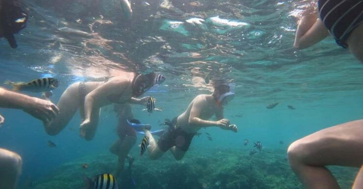 Banyuwangi: 1 Day Tour Snorkeling & Explore Menjangan Island - Key Points