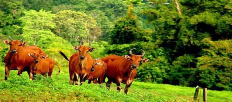 Banyuwangi: Alas Purwo National Park & G-Land Beach Tour - A Detailed Look at the Tour