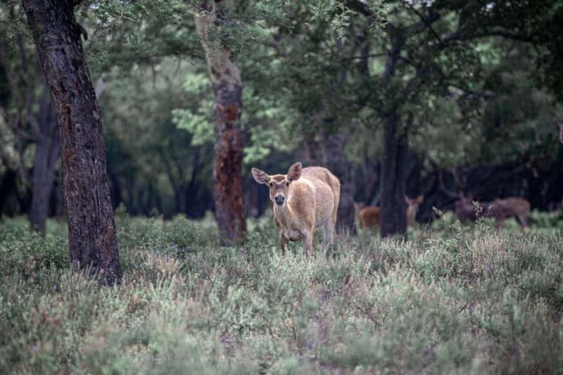 Banyuwangi: Alas Purwo National Park & G-Land Beach Tour - The Sum Up