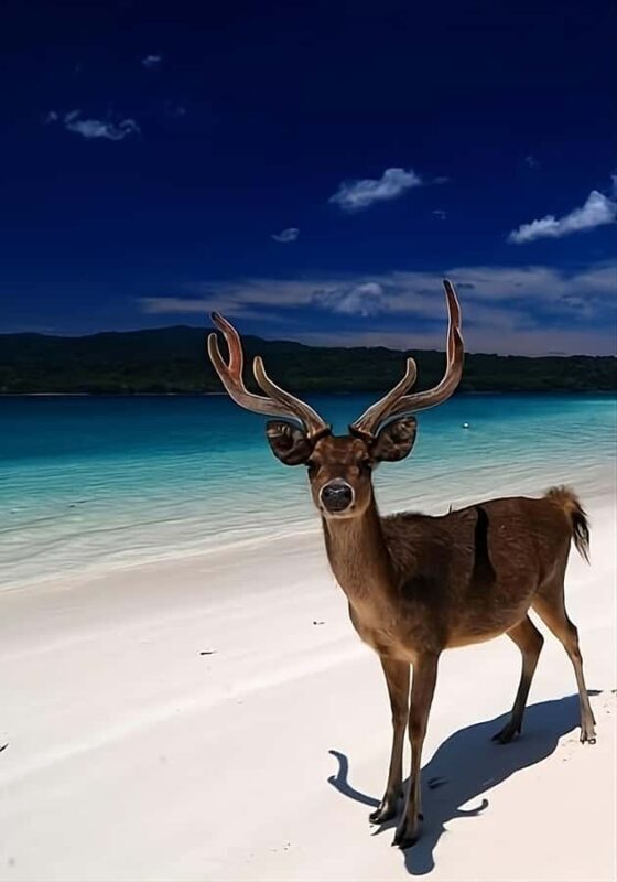 Banyuwangi: Deer and Tabuhan Island Snorkeling 12 Hours Trip - Good To Know