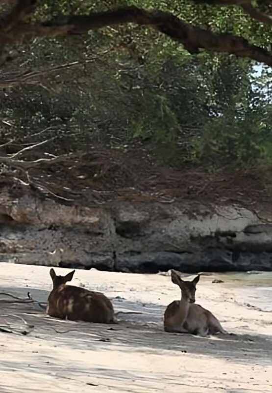 Banyuwangi: Deer and Tabuhan Island Snorkeling 12 Hours Trip - What We Loved About the Tour
