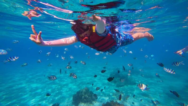 Banyuwangi: Deer and Tabuhan Island Snorkeling 12 Hours Trip - FAQ