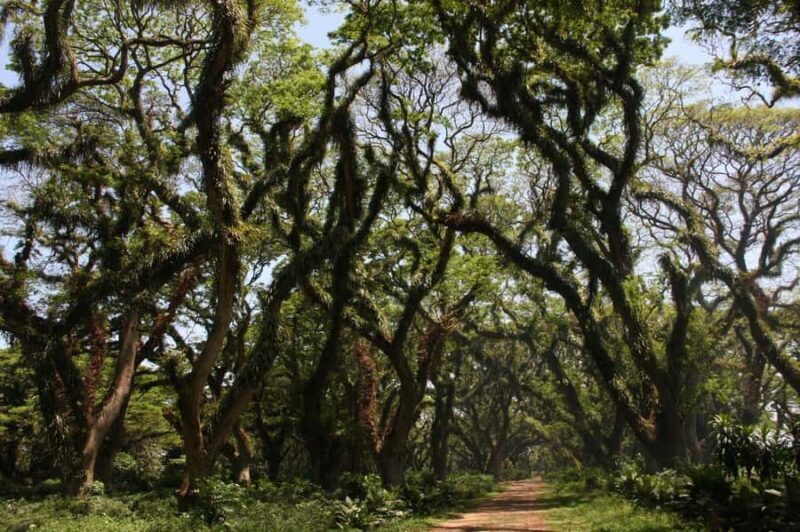 Banyuwangi: Djawatan Forest & Baluran National Park Tour - Practical Details & Tips