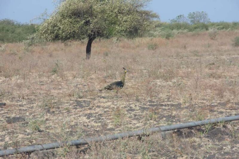 Banyuwangi: Djawatan Forest & Baluran National Park Tour - FAQs