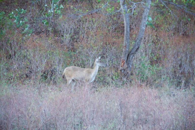 Banyuwangi: Djawatan Forest & Baluran National Park Tour - The Sum Up