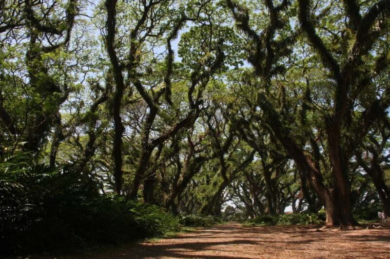 Banyuwangi: Djawatan Forest & Baluran National Park Tour - Discover Banyuwangi’s Natural Wonders: Djawatan Forest & Baluran National Park Tour