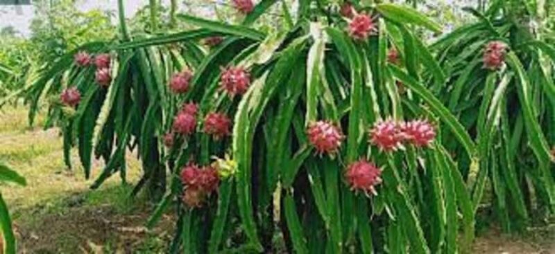 Banyuwangi: Island Hopping, Sunset, & Dragon Fruit Tour - Good To Know