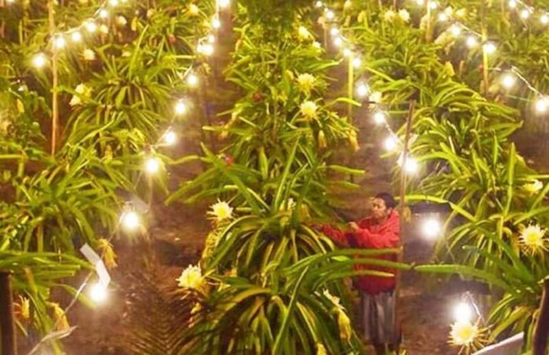 Banyuwangi: Island Hopping, Sunset, & Dragon Fruit Tour - The Full Experience: What to Expect from This Banyuwangi Tour