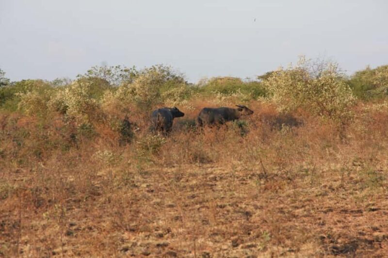 Banyuwangi: Jagir Waterfall & Baluran National Park Tour - Baluran National Park: Java’s “Little Africa”