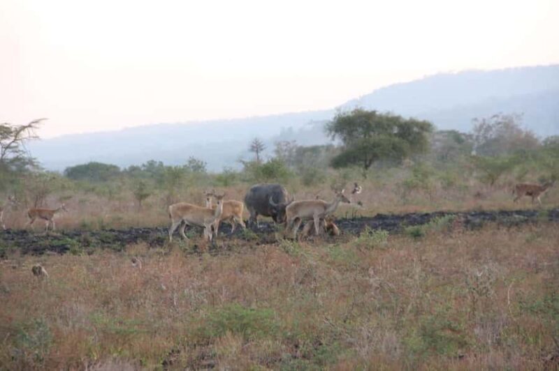 Banyuwangi: Jagir Waterfall & Baluran National Park Tour - Who Should Consider This Tour?