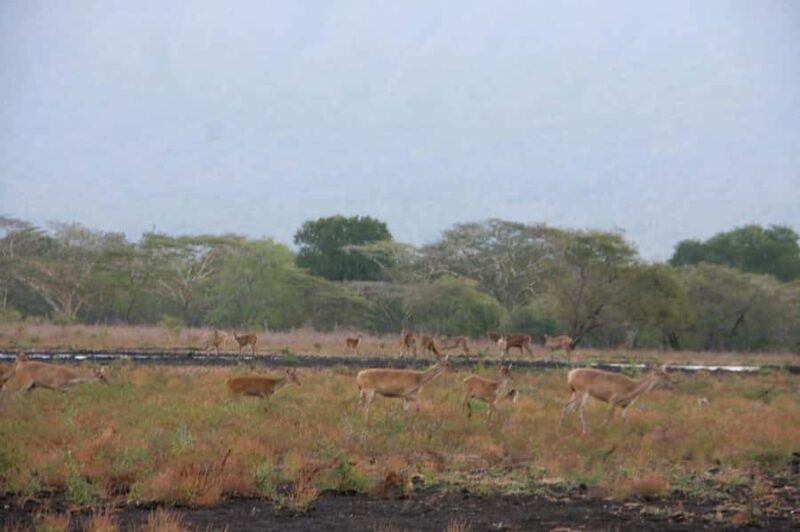 Banyuwangi: Jagir Waterfall & Baluran National Park Tour - Practical Tips